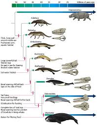 Whale Evogram Berkeley Prehistoric Animals Evolution Extinct Animals