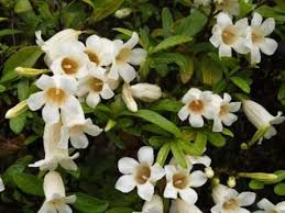 Image result for Rothmannia globosa