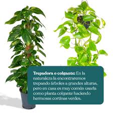 Image result for Epipremnum en casa