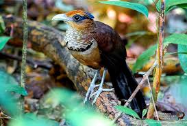 Black And White Bird With Orange Beak And Long Tail The Rufous Vented Ground Cuckoo Neomorphus Geoffroyi A Large Ground Dwelling Bird With Sturdy Legs And A Long Tail It Pet Birds World Birds Beautiful Birds