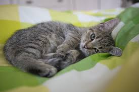 Umgebungssprays dürfen nicht auf tiere gesprüht/angewendet werden! Flohe Sind Das Ganze Jahr Aktiv Bundesverband Fur Tiergesundheit E V