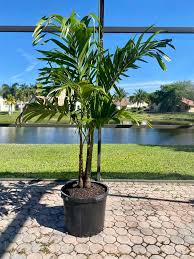 Image result for Adonidia