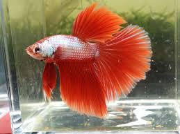 Half Moon Dragon Scale Betta Perfect Finnage Fish In Photo Betta Fish Betta Fish Care Betta
