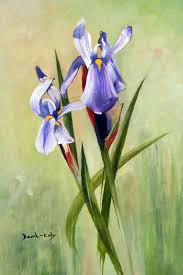 Image result for Moraea schimperi