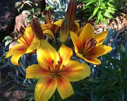 We did not find results for: Broughton Hall Gardensonline