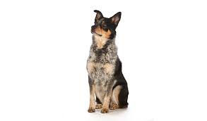 You should be able to expect something similar from a blue heeler mix. Australian Cattle Dog Breed Information