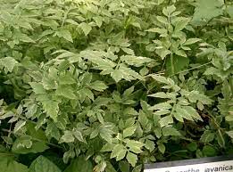 Minari (oenanthe javanica) is a plant of the genus water dropwort originating from east asia and is used in korean, chinese, japanese and indian cuisine. Oenanthe Javanica Wikipedia