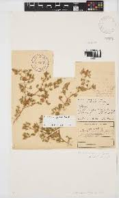 Image result for Lotononis stipulosa