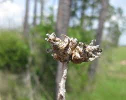 Image result for Melaleuca sp. A (Biegel 5741)