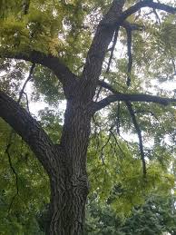 Image result for Juglans