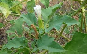 Image result for Datura ferox