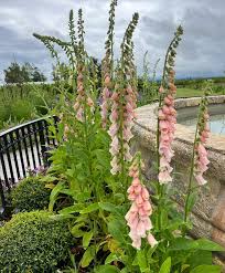 Image result for Digitalis purpurea alba/ red spots