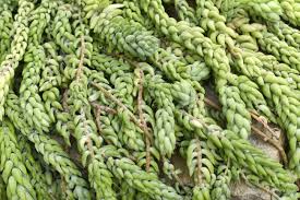 Usually, its small dainty pink or red flowers appear during the summer. Sedum Morganianum Donkey Tail Or Burro S Tail A Species Of Stock Photo Picture And Royalty Free Image Image 97430997