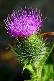 O Flower Of Scotland The Words Thistle Flower Scotland Scottish Heritage