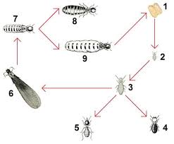Maybe you would like to learn more about one of these? How To Get Rid Of Termites How I Get Rid Of