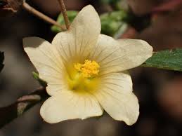 Image result for Sida javensis