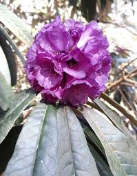 Image result for Rhododendron