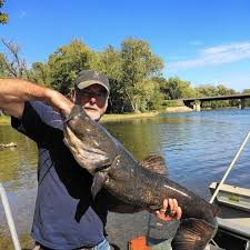 The fox river is one of the most versatile bodies of water to fish in illinois. Local Fishermen Reeling In Giant Catfish Off Shores Of Fox River Chicago Tribune