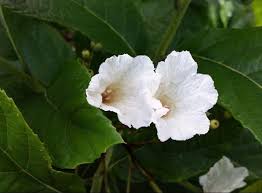 Image result for Cordia sp.A.