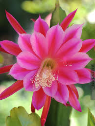 Whether you already have cactus plants in your home or you're thinking about picking up a few from your local greenhouse, these are the things you need to learn about how to care for a. Amazing Epiphyllum Showboat Orchid Cactus Kens Nursery