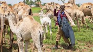 Somalians have a diet consisting of halal. Letter From Africa Somalia S Christmas Birthdays And Lost Memories Bbc News