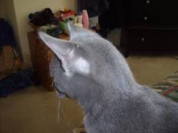 Your cat may scratch and groom excessively with an infestation of fleas or mites as well as a fungus like ringworm, causing hair loss. Blue Russian Cat Losing Fur