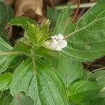 Image result for Asystasia mysorensis