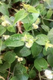 Image result for Tragia brevipes