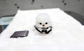 Puppies On Twitter Pomeranian Puppy Teacup Teacup Puppies Pomeranian Puppy