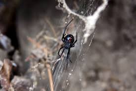 The black widow spider is shy and nocturnal, usually staying hidden in its web, hanging with its belly upward. Black Widow Spider Facts Latrodectus Mactans