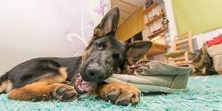 I Think My Dog Ate Something What Should I Do Cherished Companions Animal Clinic
