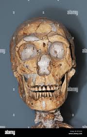 Neanderthal Man High Resolution Stock Photography and Images - Alamy
