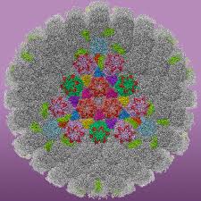 We did not find results for: New Images Provide Insights Into How Hsv 1 Works