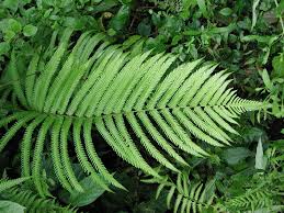 Image result for Amblovenatum