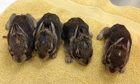 Baby Bunnies Best Left In Nest Veterinary Medicine At Illinois