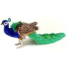 Pin On Everything Peacock