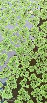 Image result for Azolla