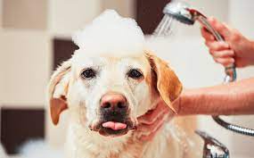 How well your dog manages taking a bath in the tub may very well depend on how prepared you are. How To Give Your Dog A Bath Hypro Premium Premium Dog Food