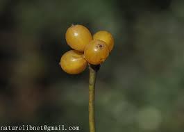 Image result for Viscum congolense