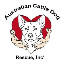 ** delvin is not in the care of kc pet rescue. Australian Cattle Dog Rescue Help The Acd Donate Today