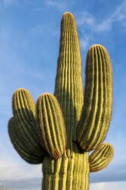 Was just about to look up dead cactus but i definitely have this so onto the nope list they go! Saguaro National Park Photos Travel Experience Live National Park Blog Saguaro Cactus National Park Photos Saguaro