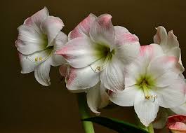 Maybe you would like to learn more about one of these? Forcing Amaryllis Were We Doing It Wrong Buffalo Niagaragardening Com