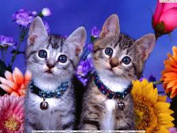 Check spelling or type a new query. Gambar Anime Bawa Kucing Gambar Animasi Kucing Bareng Anime Korea Cowok Keren 600x920 Wallpaper Teahub Io