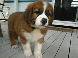 Maybe you would like to learn more about one of these? St Bernard Bernese Mountain Dog Baby Animals St Bernard Puppy Dogs