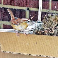 We did not find results for: Carolina Wren Building A Nest Carolina Wrens Like To Set U Flickr