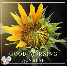 Wonderful pic of good morning sunflowers. Spring Good Morning Photos Fetch Great Quotes