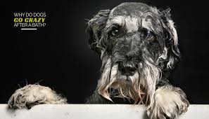 Why Do Dogs Go Crazy After A Bath Puppy Leaks