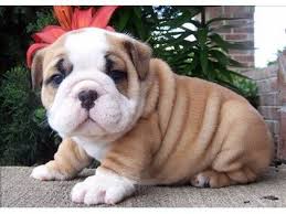 Purebred akc female english bulldog puppy available for sale,she is 12weeks old already potty/house trained her shots are current upto date.contact us… English Bulldogs For Rehoming Aventura Fl Patch