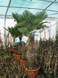 Palmen gehören zur botanischen ordnung der palmenartigen (arecales), die zum größten teil der familie der palmengewächse (arecaceae oder palmae) entspringt. Palmen Fur Den Garten Winterhart Entwurfe Die Sie Inspirieren Von Winterharte Palme Wagners Hanf Palme Trachycarpus Wagnerianu Plants Garden Plants Garden