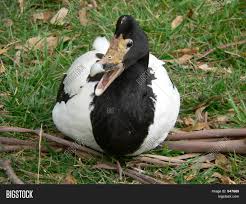 That is a pretty impressive number and gives you a dependable source of eggs too. Magpie Duck Image Photo Free Trial Bigstock